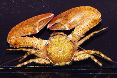 porcelain crab